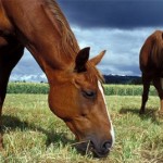 How to Provide Basic Needs to Your Horse