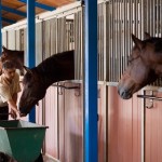 How to Pick Bedding for Your Horse