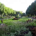 How to Plant Short-Stay Bedding Plants in Your Garden