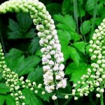 How to Use Black Cohosh