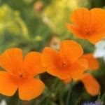 How to Use California Poppy