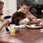 How to Teach Children to Care for Pets