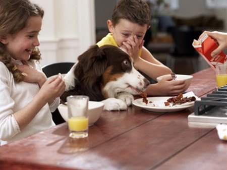 how to take care of domestic animals