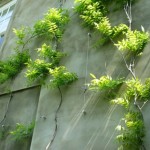 How to Plant a Hedge, Climber and Wall Plants 