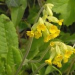 How to Use Cowslip