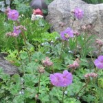 How to Use Cranesbill
