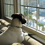 How to Train your Dog to be Alone
