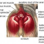 How to Treat Dog Inflammation of the Anal Sacs