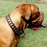 How to Clothe Your Dogs When Undergoing Formal Training with Them