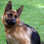 How to Train your Dog to be more Devoted and Attentive