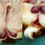 How to Handle Dog Disease - Inflammation of the Prepuce 