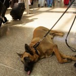 How to Teach your Dog to Distinguish Scents