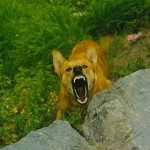 How to train your Dog to Behave when Encountering Strangers