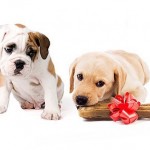 How to Treat Dog Jealousy and Homesickness