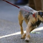 How to Train your Dog to be not as Leash Aggressive