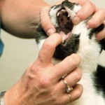 How to Handle Dog Diseases - Mouth Odors and Tonsillitis