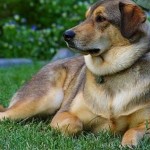 How to Deal With Gastritis When Your Dog Suffers From It