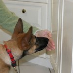 How to Teach your Dog to Touch or Target