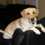How to Train your Dog to leave Things Alone