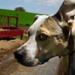 How to Get your Dog in and out of your Motor Vehicle