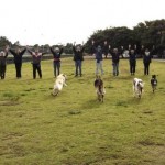 How to Train your Dog to Master the off-lead "recall"
