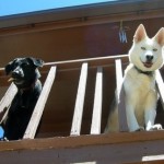How to Train your Dog regarding House Manners