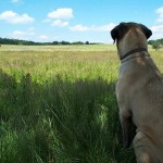 How to Train Your Dog to Keep Quiet