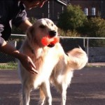 How to Teach your Dog to come when Called