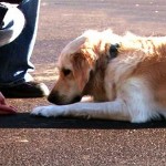 How to Train your Dog to lie Down