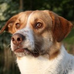 How to Handle Dogs Constipation