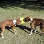 How to Deal With Your Dogs When They Undergo In-Home Fighting