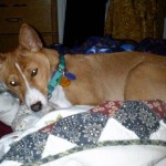 How to Handle Multiple Dogs in the Household