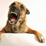 How to Deal with your Dog's Phobias 