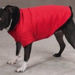 How to Train your Dog using Effective body language