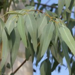 How to Use Eucalyptus