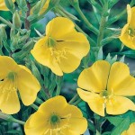How to Use Evening Primrose