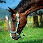 How to Feed Your Horse