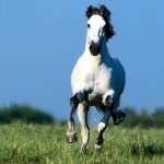 How to Gallop a Horse
