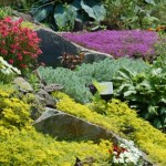 How to Divide Your Garden Plants