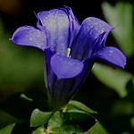 How to Use Gentian