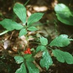 How to Use Ginseng