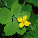 How to Use Greater Celandine 