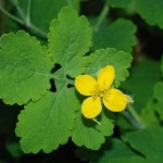 How to Use Greater Celandine