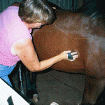 How to Groom Your Horse 
