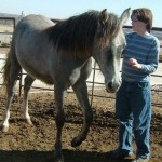 How to Handle Your Horse