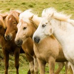 How to Use Holistic Remedies for Your Horse 