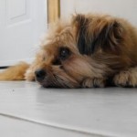 How to Handle Home Remedies for Dogs - Overview