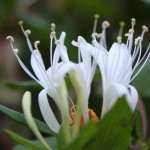 How to Use Honeysuckle