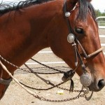 How to Select the Right Bit for Your Horse 
