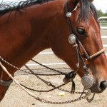 How to Select the Right Bit for Your Horse
